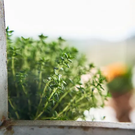 Elysee Vakantiehuis *